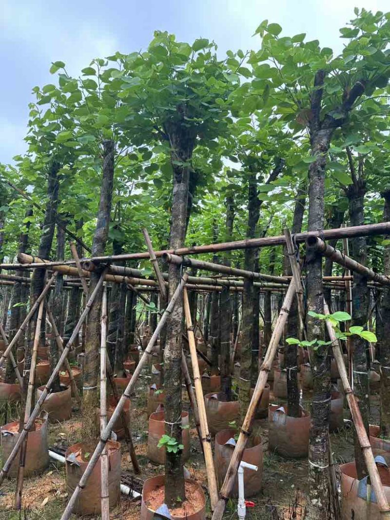 红花紫荆基地直销规格齐全有需要的老板欢迎来电洽谈合作