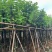 红花紫荆基地直销规格齐全有需要的老板欢迎来电洽谈合作