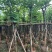 红花紫荆基地直销规格齐全有需要的老板欢迎来电洽谈合作