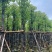 光杆香樟基地直销规格齐全有需要的老板欢迎来电洽谈合作