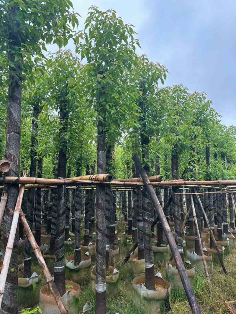 光杆香樟基地直销规格齐全有需要的老板欢迎来电洽谈合作