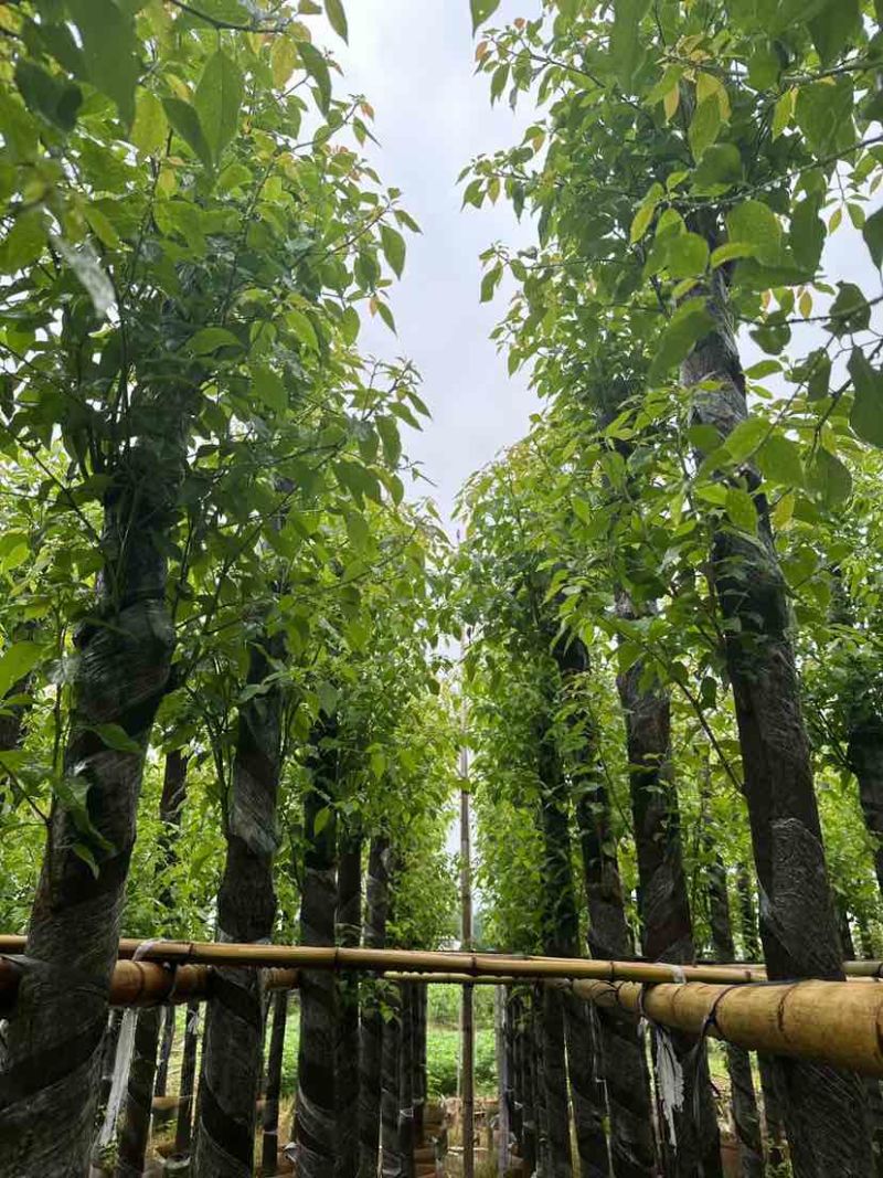 光杆香樟基地直销规格齐全有需要的老板欢迎来电洽谈合作