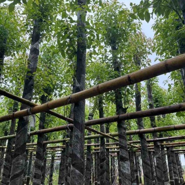 光杆香樟基地直销规格齐全有需要的老板欢迎来电洽谈合作