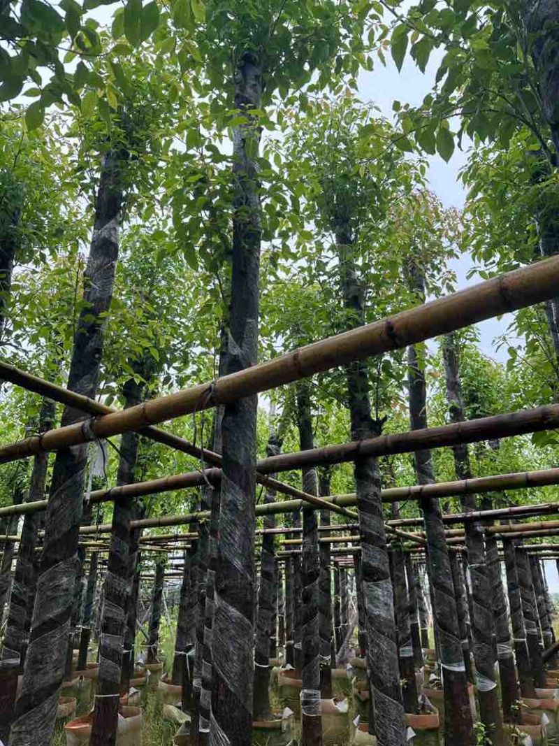 光杆香樟基地直销规格齐全有需要的老板欢迎来电洽谈合作