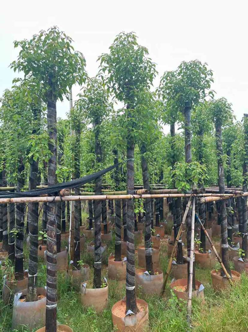 光杆香樟基地直销规格齐全有需要的老板欢迎来电洽谈合作