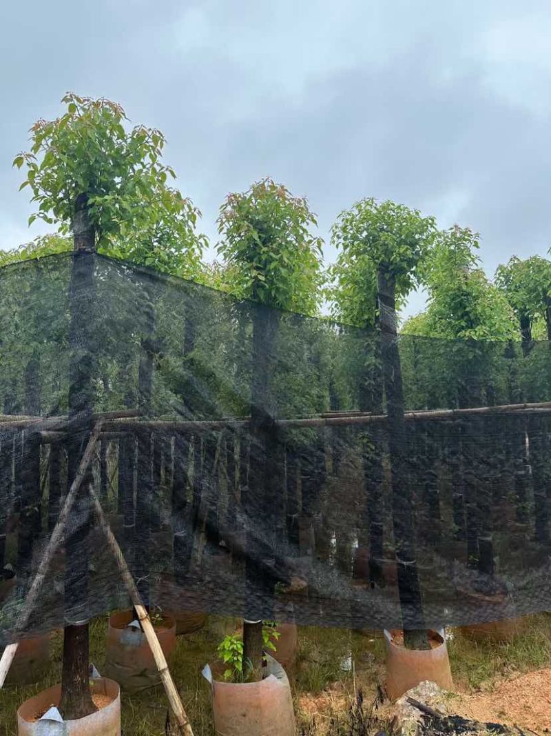 光杆香樟基地直销规格齐全有需要的老板欢迎来电洽谈合作