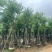 宫粉紫荆基地直销规格齐全有需要的老板欢迎来电洽谈合作