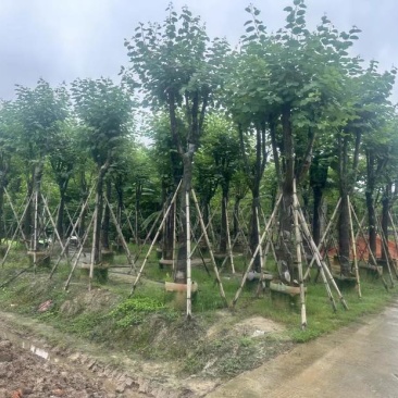 宫粉紫荆基地直销规格齐全有需要的老板欢迎来电洽谈合作