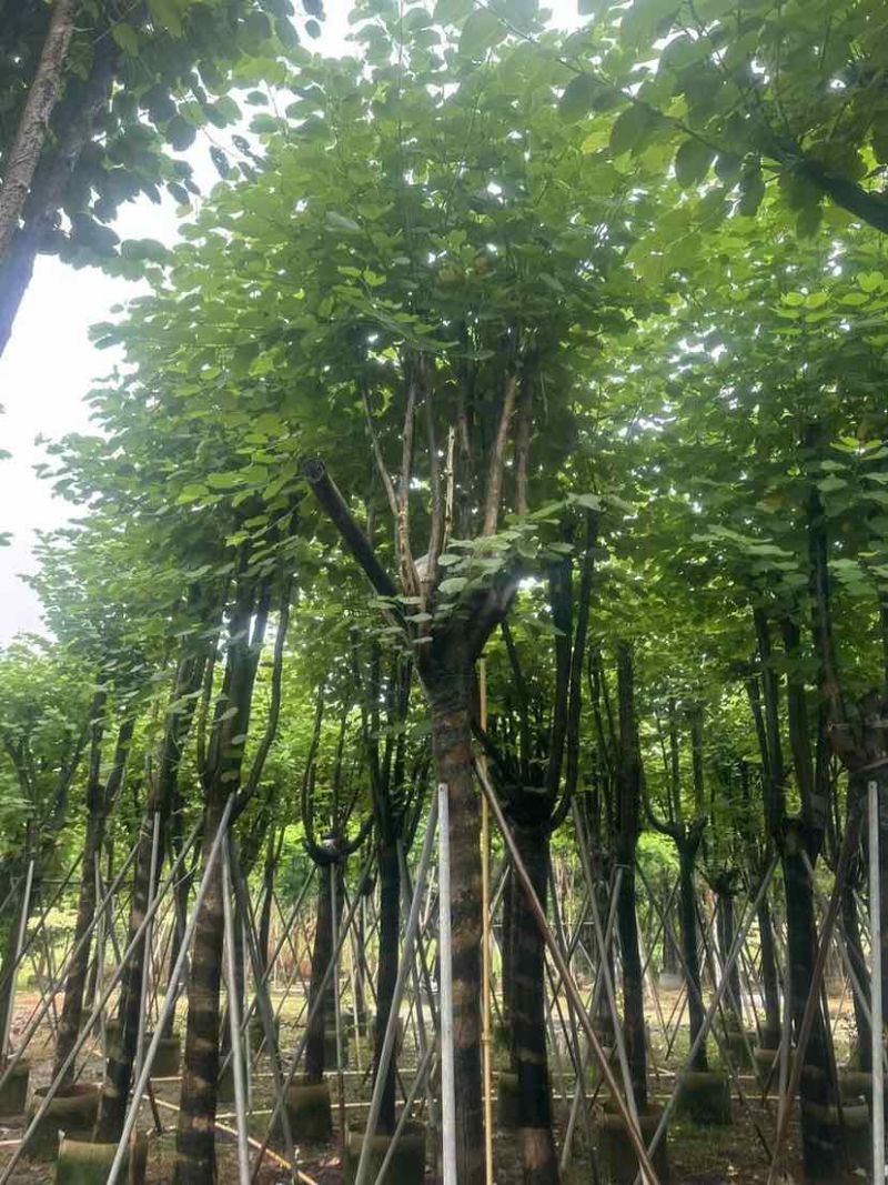 宫粉紫荆基地直销规格齐全有需要的老板欢迎来电洽谈合作