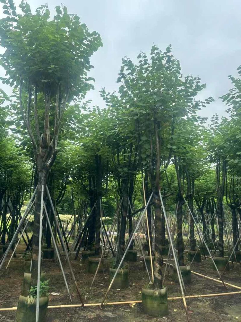 宫粉紫荆基地直销规格齐全有需要的老板欢迎来电洽谈合作