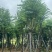 宫粉紫荆基地直销规格齐全有需要的老板欢迎来电洽谈合作