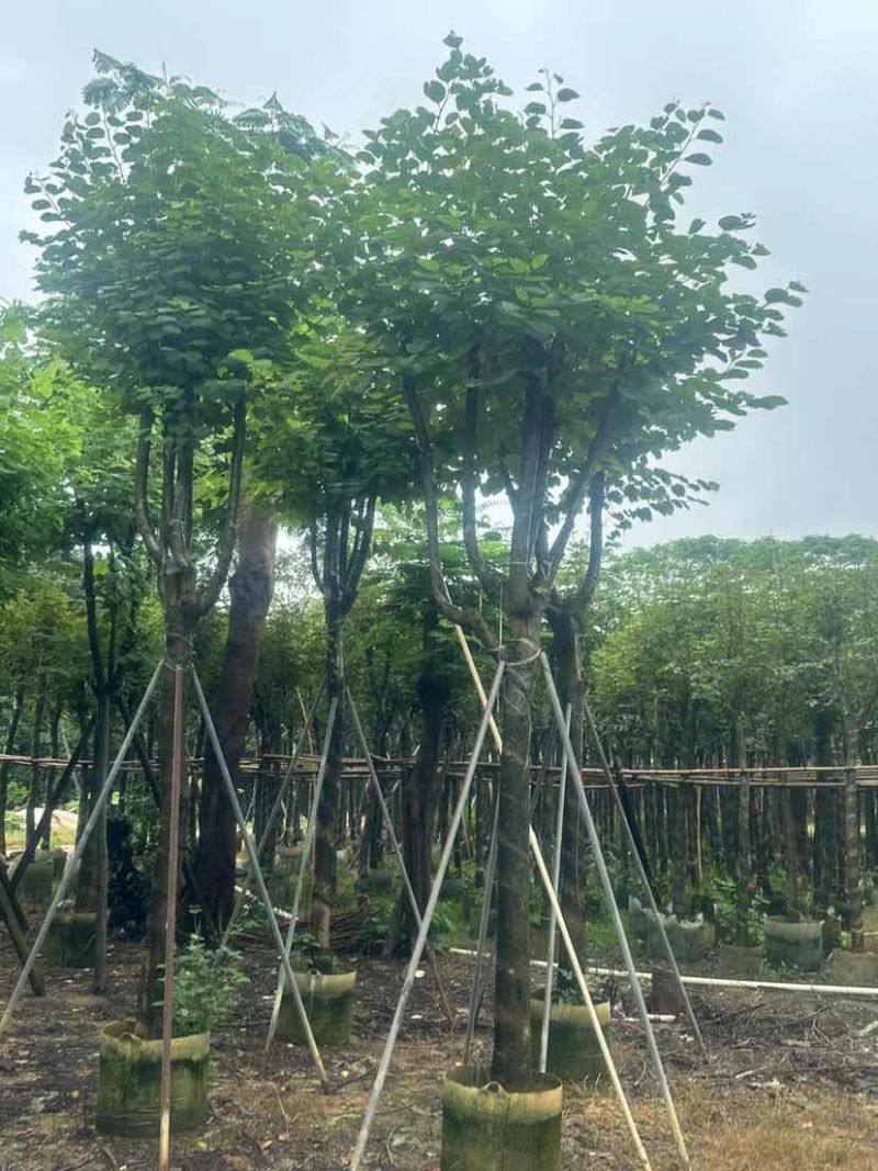 宫粉紫荆基地直销规格齐全有需要的老板欢迎来电洽谈合作