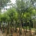 宫粉紫荆基地直销规格齐全有需要的老板欢迎来电洽谈合作