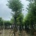 宫粉紫荆基地直销规格齐全有需要的老板欢迎来电洽谈合作