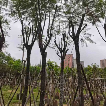 蓝花楹树基地直销规格齐全有需要的老板欢迎来电洽谈合作