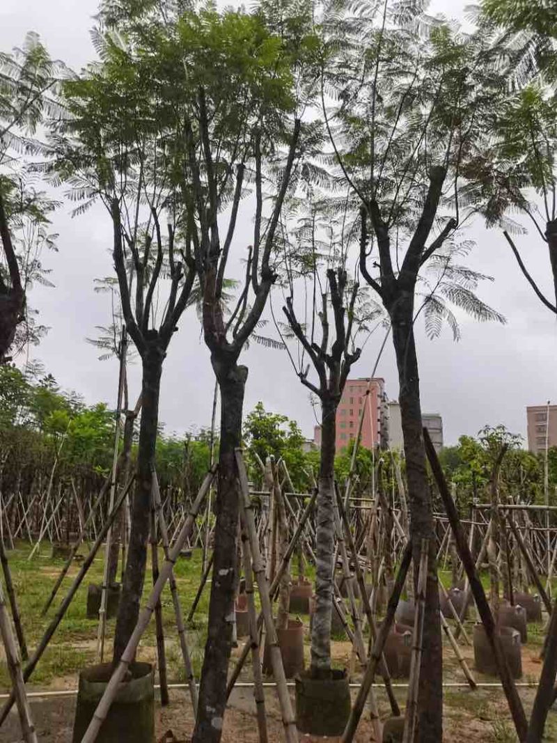 蓝花楹树基地直销规格齐全有需要的老板欢迎来电洽谈合作