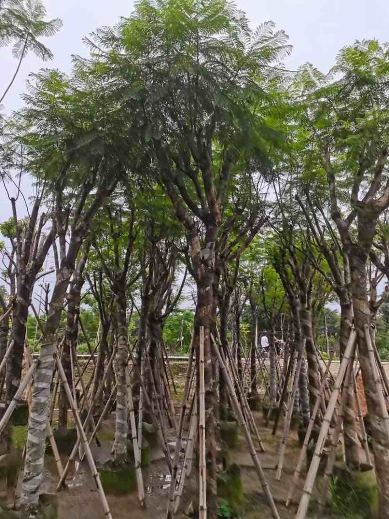 蓝花楹树基地直销规格齐全有需要的老板欢迎来电洽谈合作