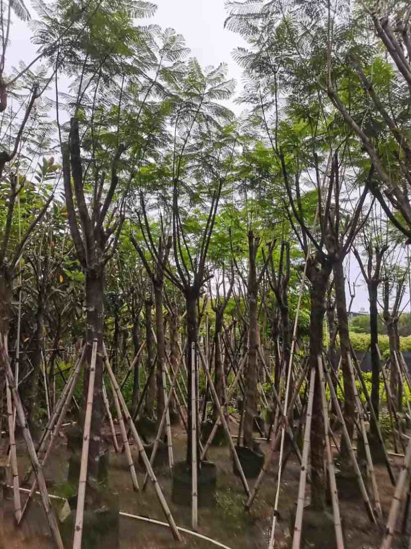 蓝花楹树基地直销规格齐全有需要的老板欢迎来电洽谈合作