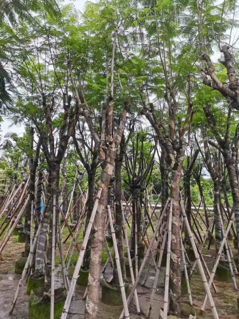 蓝花楹树基地直销规格齐全有需要的老板欢迎来电洽谈合作