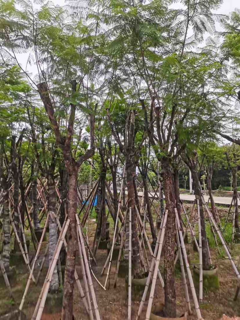 蓝花楹树基地直销规格齐全有需要的老板欢迎来电洽谈合作