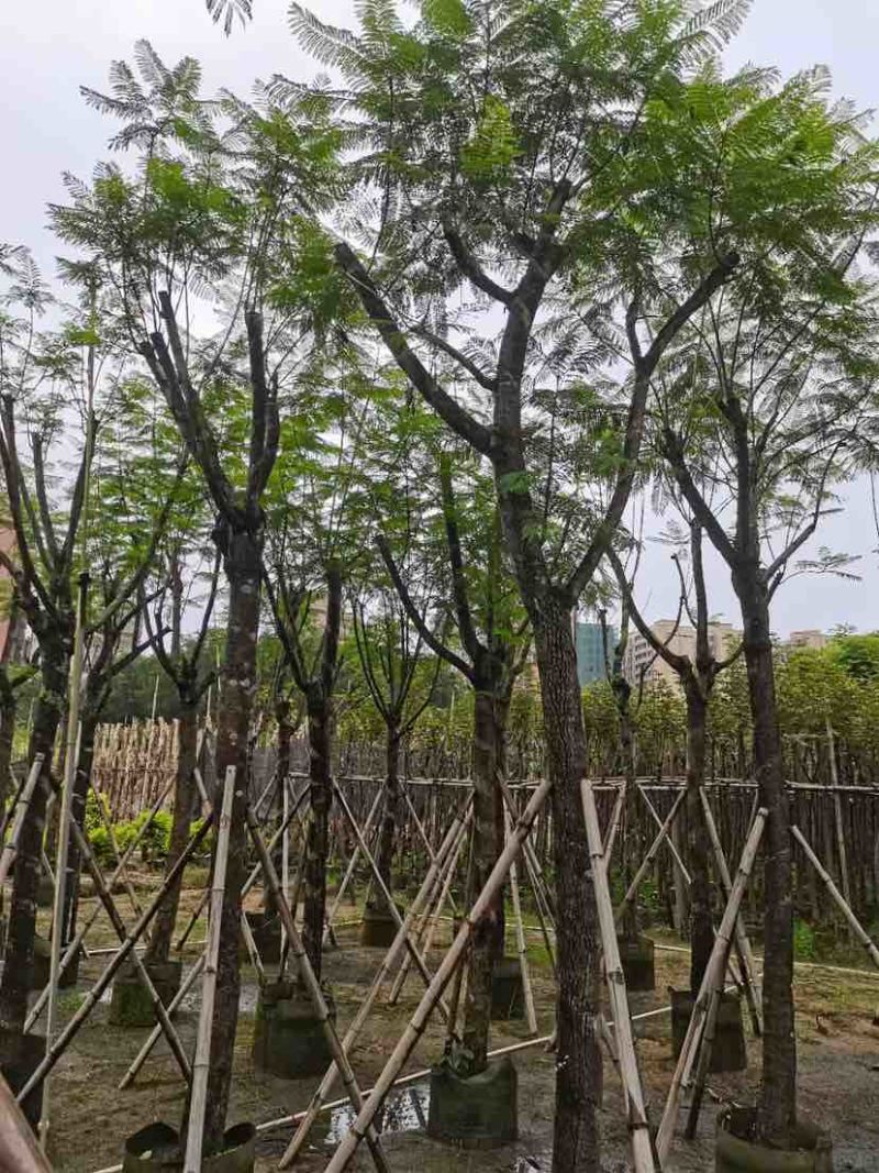 蓝花楹树基地直销规格齐全有需要的老板欢迎来电洽谈合作
