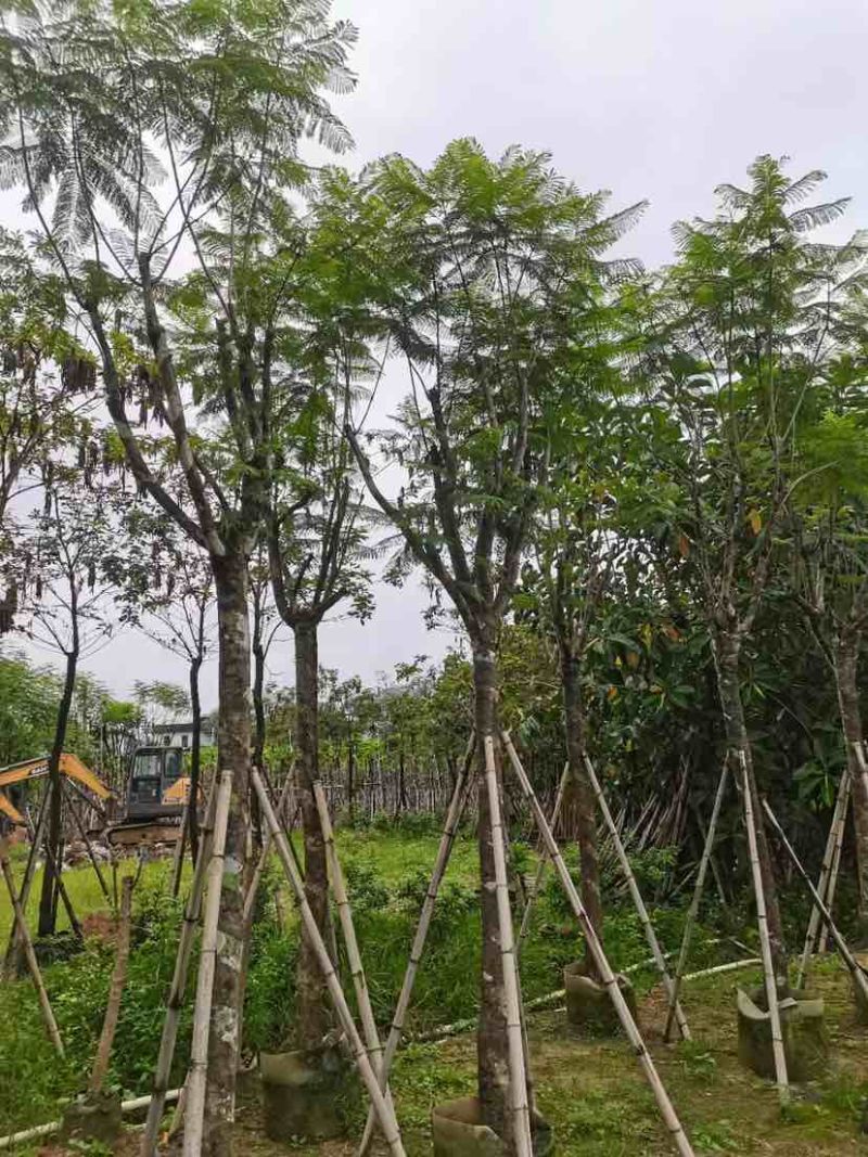 蓝花楹树基地直销规格齐全有需要的老板欢迎来电洽谈合作