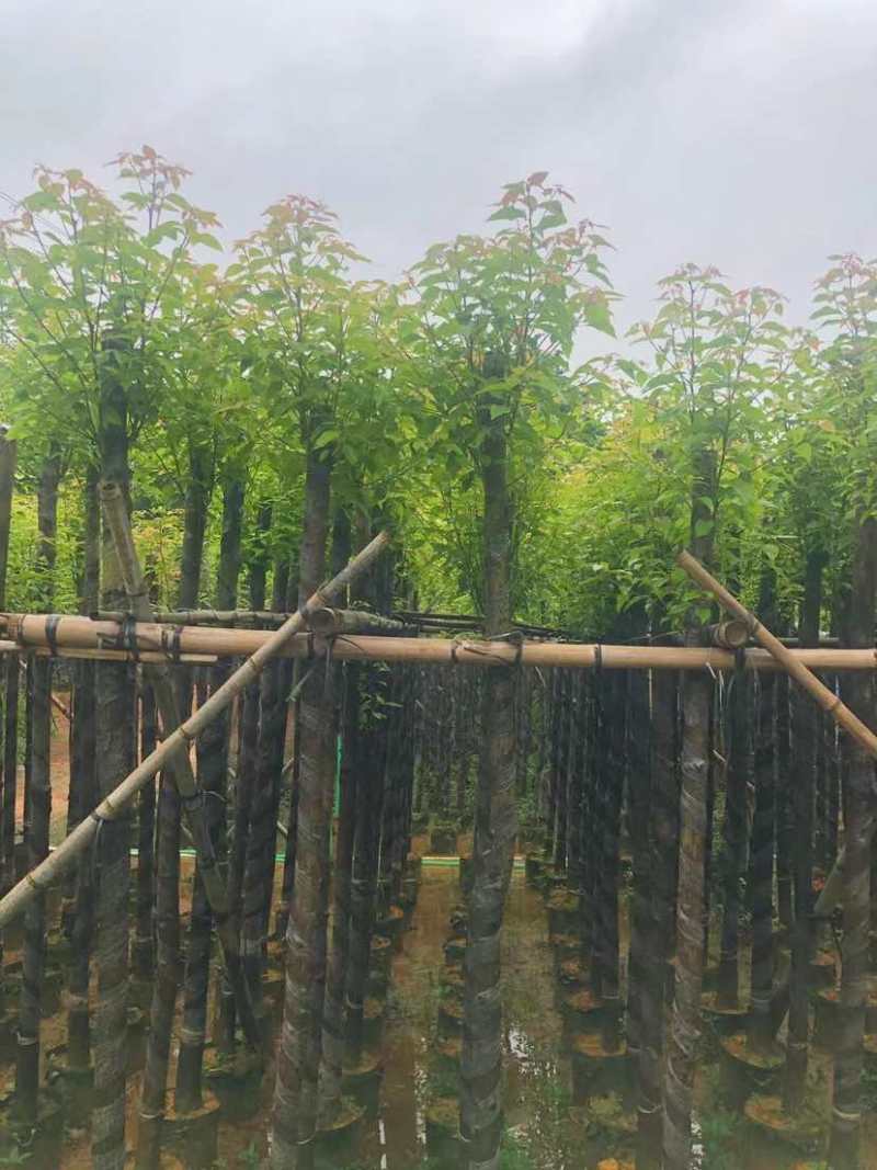 截杆香樟基地直销规格齐全有需要的老板欢迎来电洽谈合作