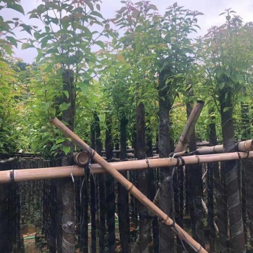 截杆香樟基地直销规格齐全有需要的老板欢迎来电洽谈合作