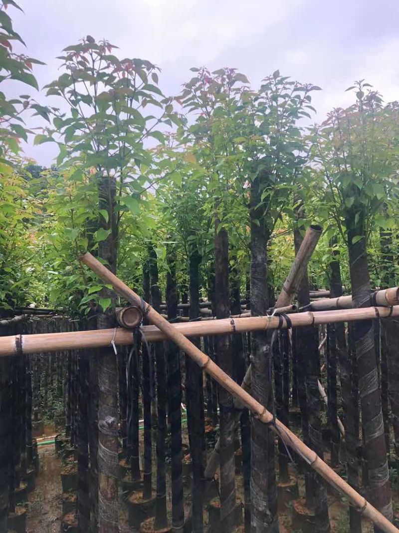 截杆香樟基地直销规格齐全有需要的老板欢迎来电洽谈合作