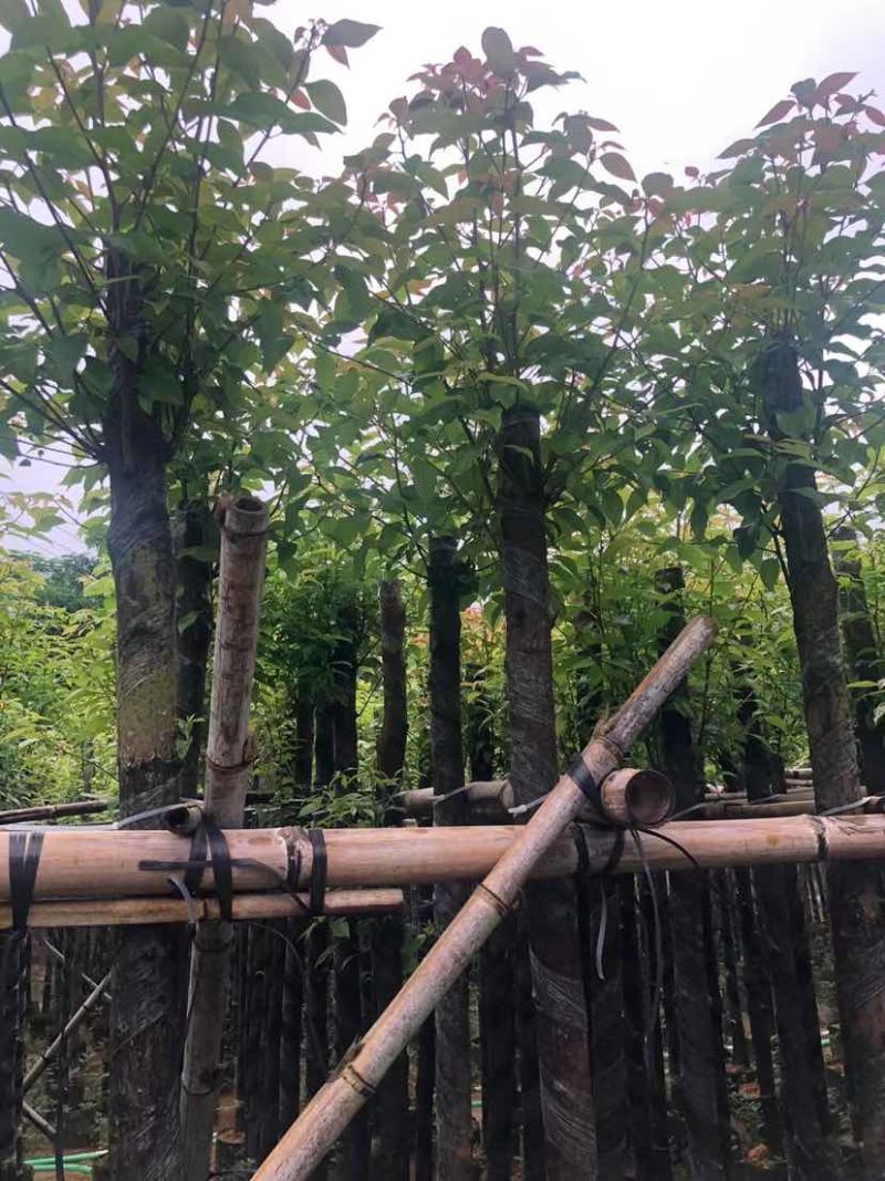 截杆香樟基地直销规格齐全有需要的老板欢迎来电洽谈合作