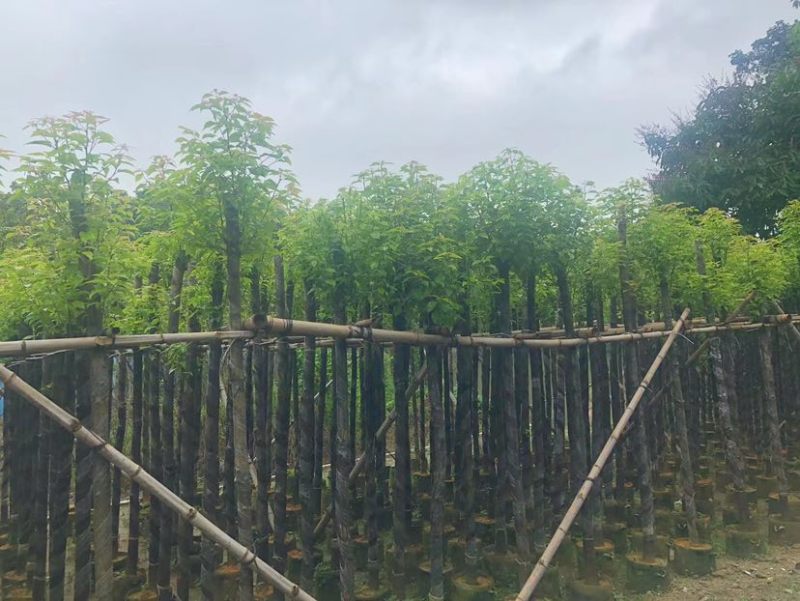 截杆香樟基地直销规格齐全有需要的老板欢迎来电洽谈合作