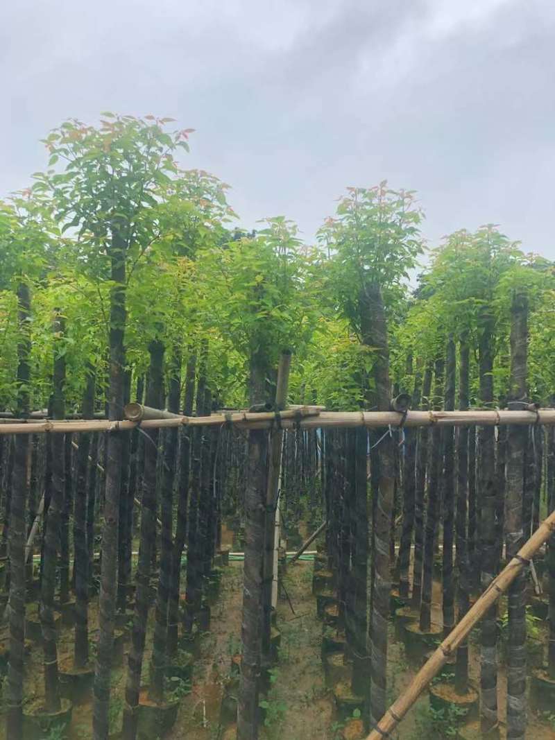 截杆香樟基地直销规格齐全有需要的老板欢迎来电洽谈合作