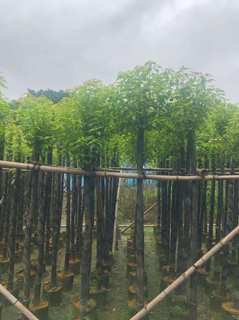 截杆香樟基地直销规格齐全有需要的老板欢迎来电洽谈合作