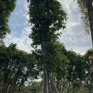 金丝楠木基地直销规格齐全有需要的老板欢迎来电洽谈合作