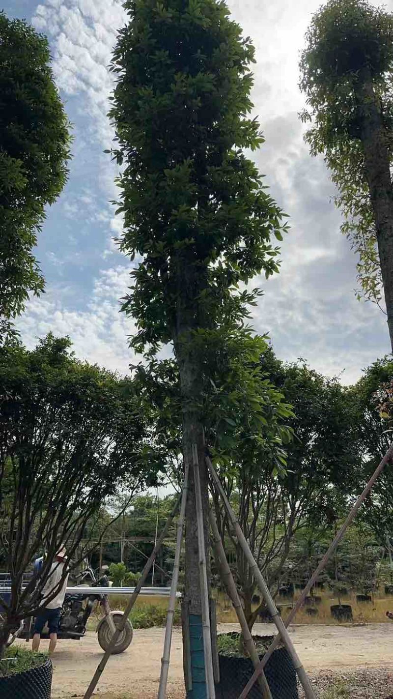 金丝楠木基地直销规格齐全有需要的老板欢迎来电洽谈合作