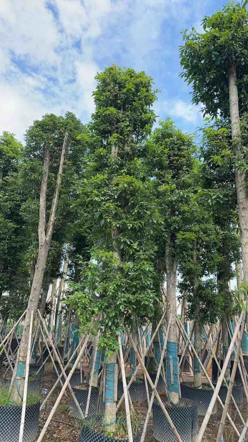 金丝楠木基地直销规格齐全有需要的老板欢迎来电洽谈合作
