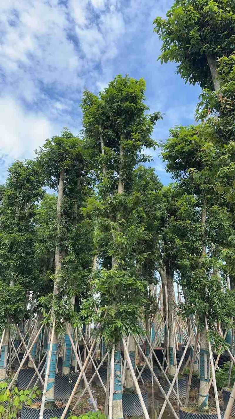 金丝楠木基地直销规格齐全有需要的老板欢迎来电洽谈合作