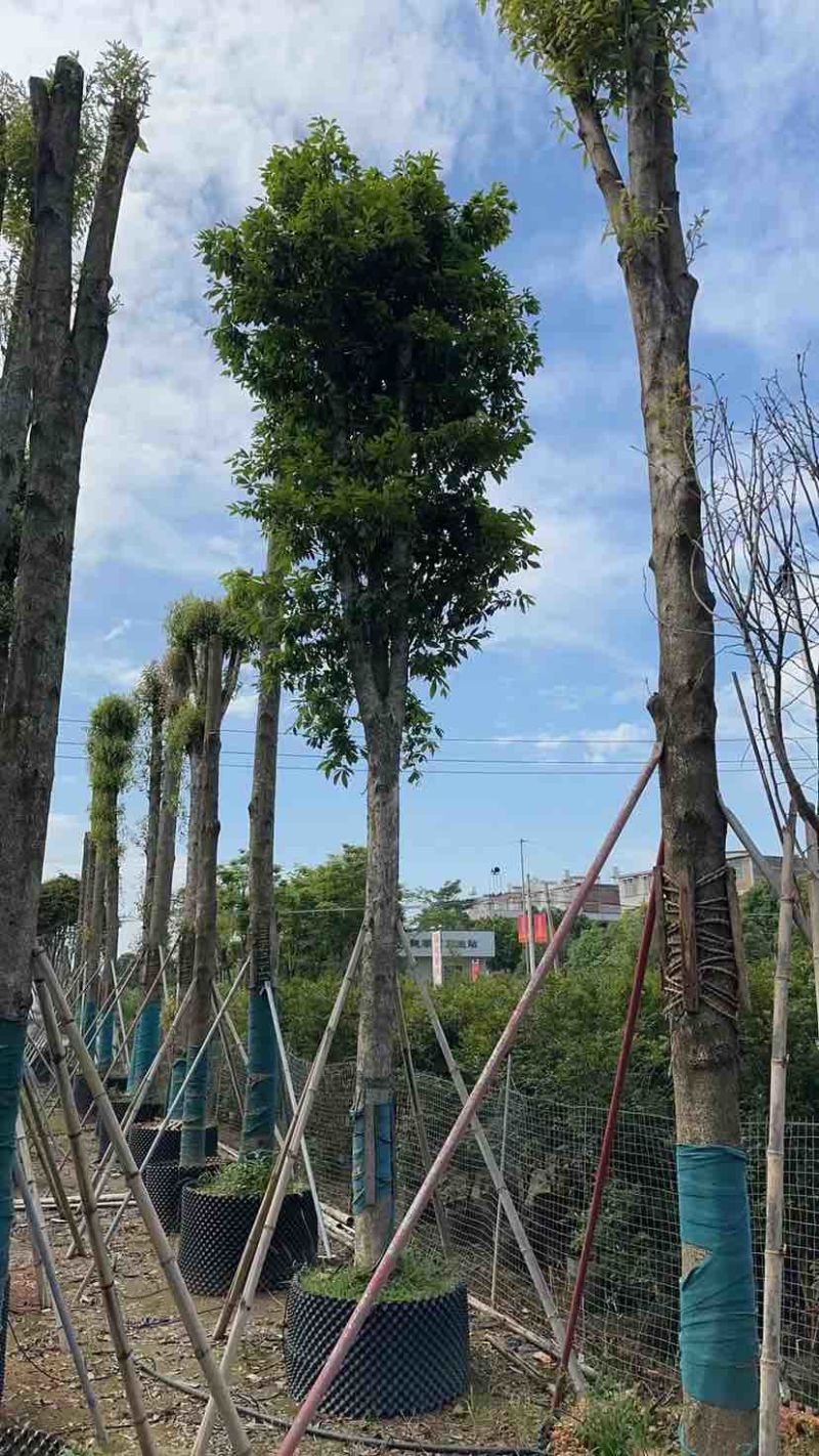 金丝楠木基地直销规格齐全有需要的老板欢迎来电洽谈合作