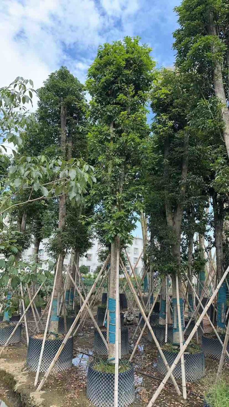 金丝楠木基地直销规格齐全有需要的老板欢迎来电洽谈合作