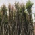 天竺桂/阴香基地直销规格齐全有需要的老板欢迎来电洽谈合作