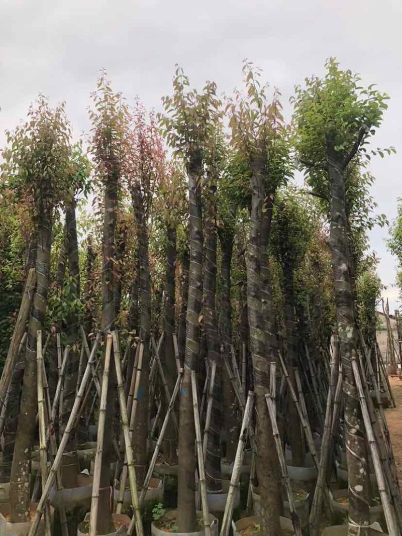 天竺桂/阴香基地直销规格齐全有需要的老板欢迎来电洽谈合作