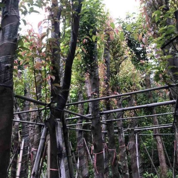天竺桂/阴香基地直销规格齐全有需要的老板欢迎来电洽谈合作