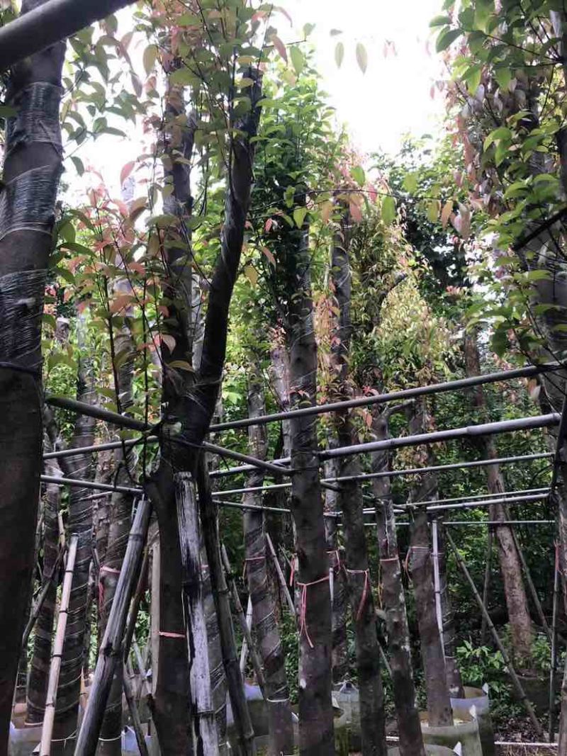 天竺桂/阴香基地直销规格齐全有需要的老板欢迎来电洽谈合作