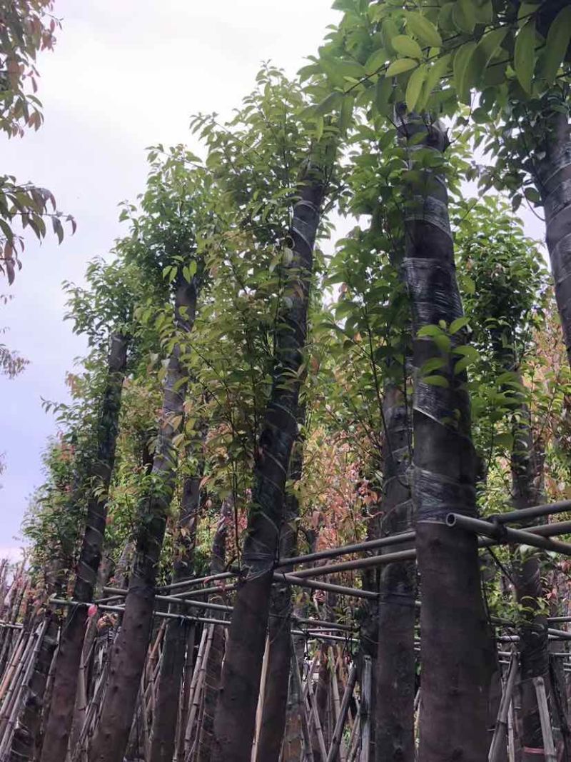 天竺桂/阴香基地直销规格齐全有需要的老板欢迎来电洽谈合作