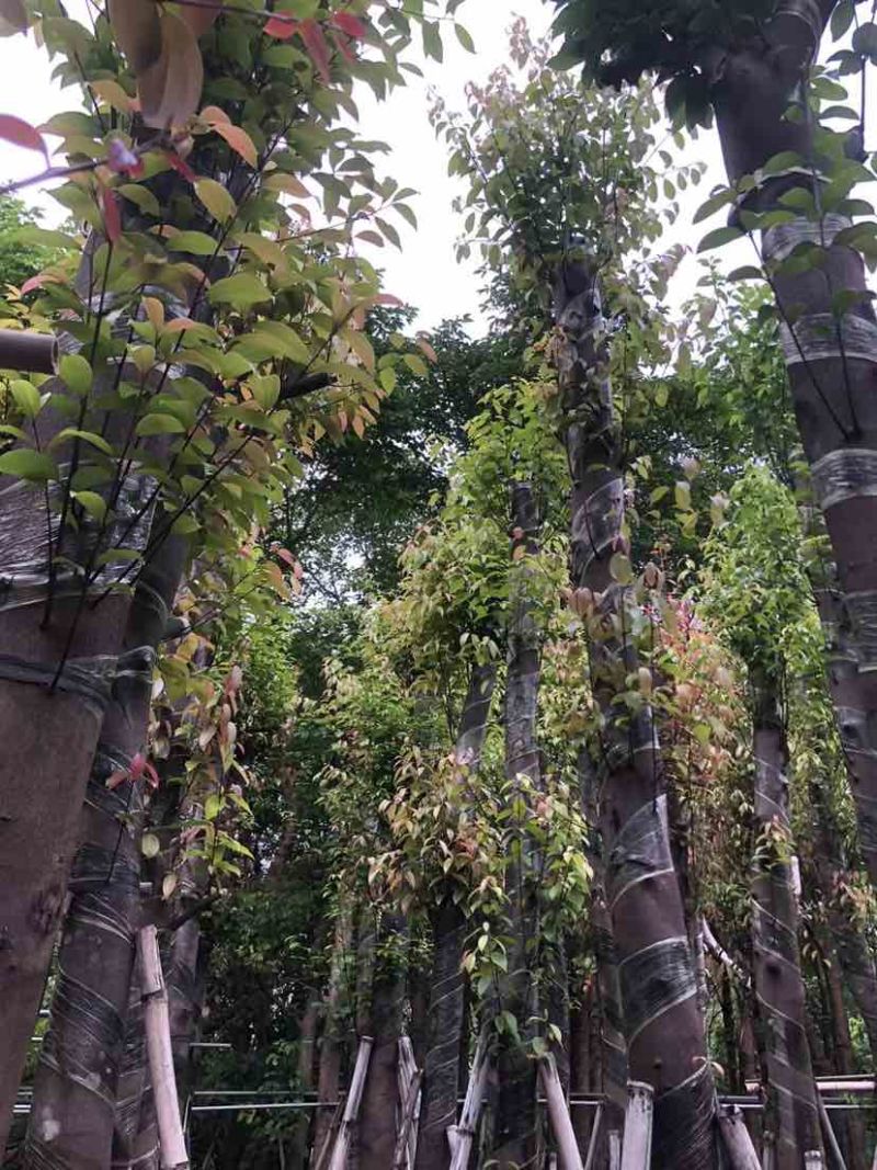 天竺桂/阴香基地直销规格齐全有需要的老板欢迎来电洽谈合作