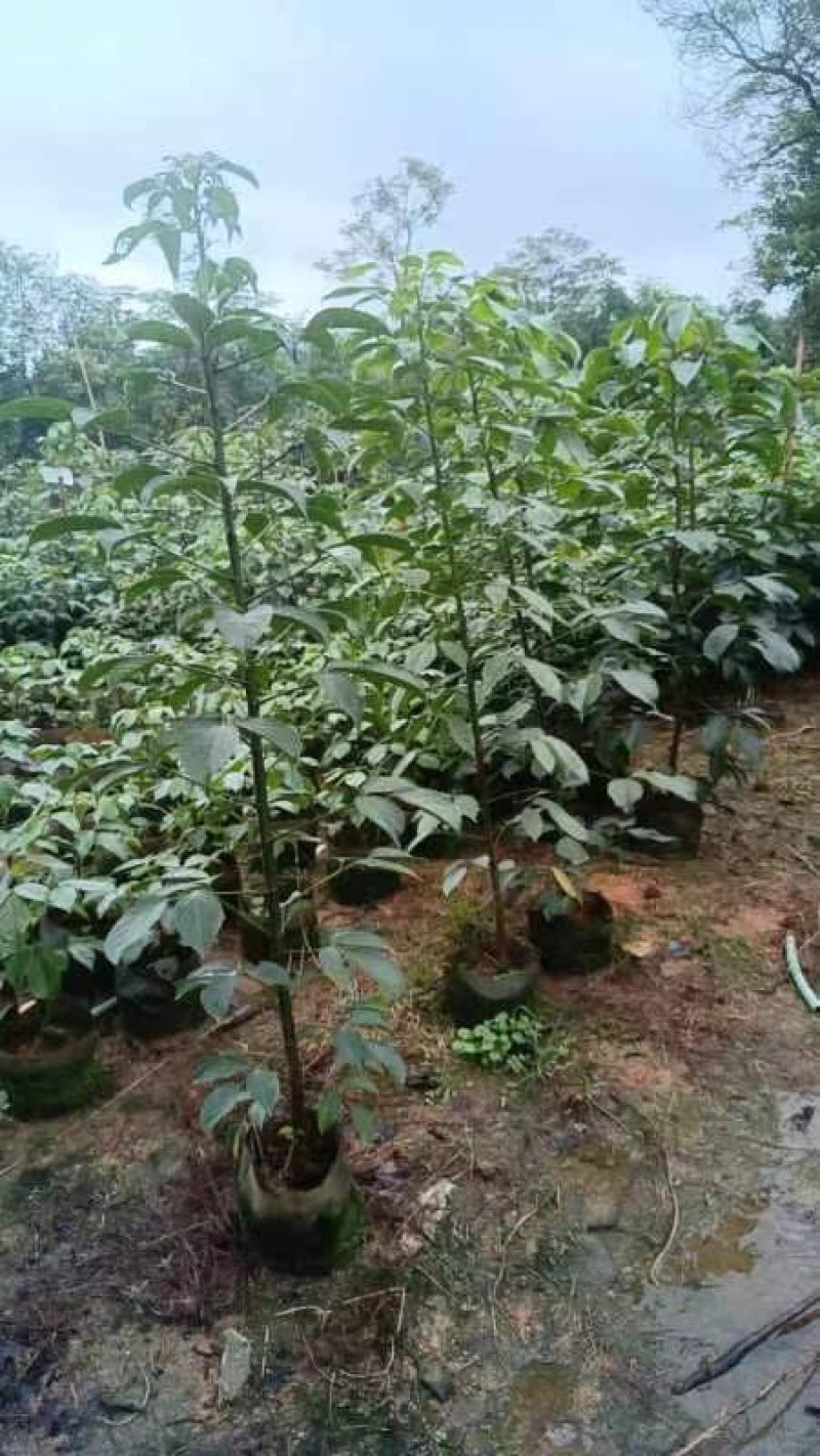 秋枫苗基地直销规格齐全有需要的老板欢迎来电洽谈合作
