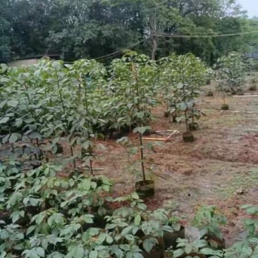 秋枫苗基地直销规格齐全有需要的老板欢迎来电洽谈合作