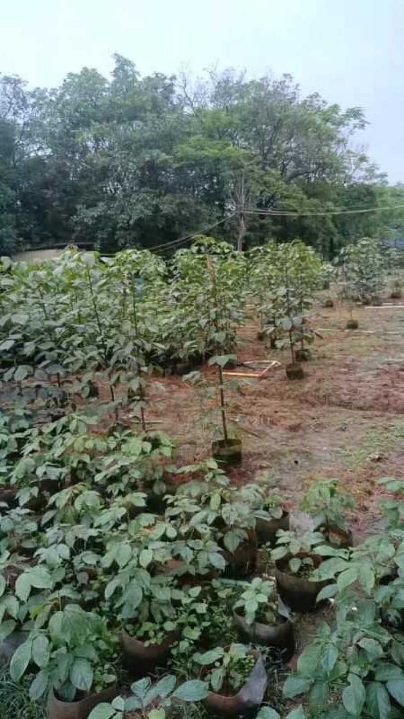 秋枫苗基地直销规格齐全有需要的老板欢迎来电洽谈合作