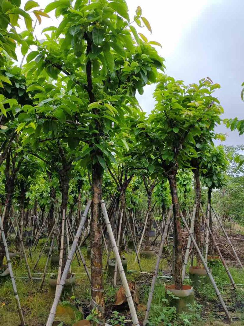 大叶紫薇基地直销规格齐全有需要的老板欢迎来电洽谈合作