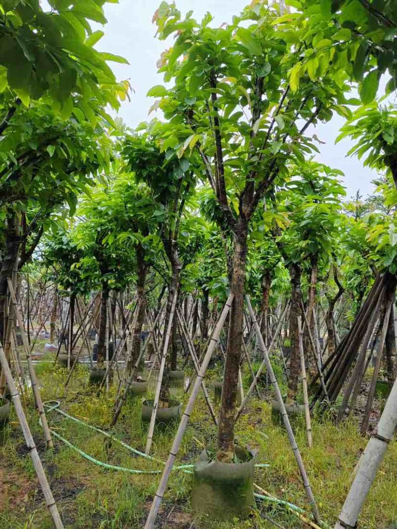 大叶紫薇基地直销规格齐全有需要的老板欢迎来电洽谈合作